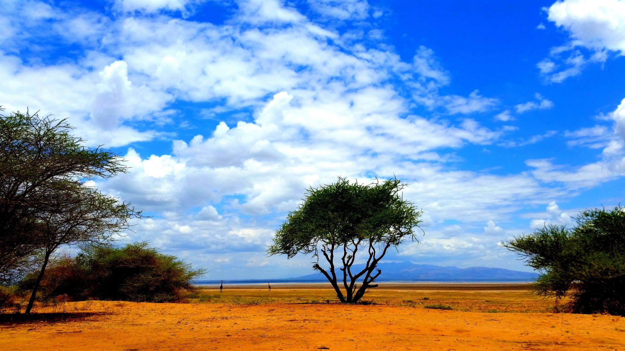 Giraffes in the distance