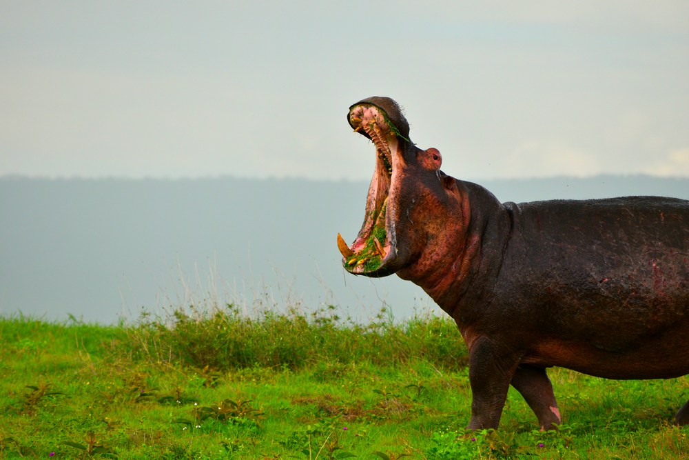 Hippo Photo by Lady Bugz