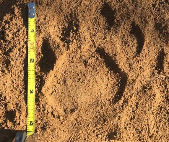 A leopard track must be at least 3 1/8 inches, otherwise you're being an irresponsible hunter A leopard track must be at least 3 1/8 inches, otherwise you're being an irresponsible hunter