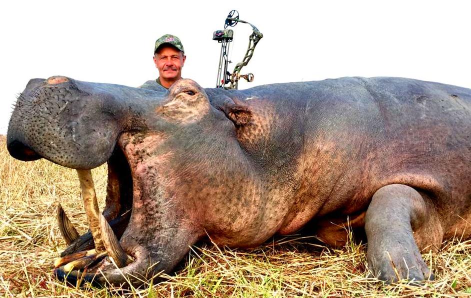 Hippo trophy Hippo trophy