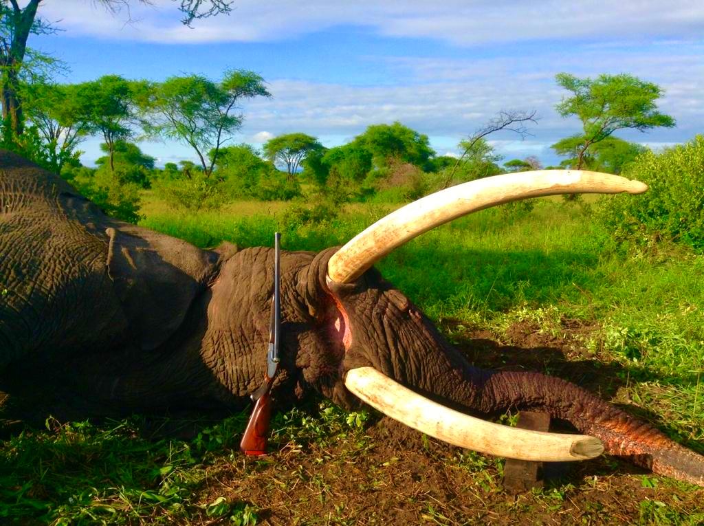 85-pound elephant 85-pound or 39-kg elephant