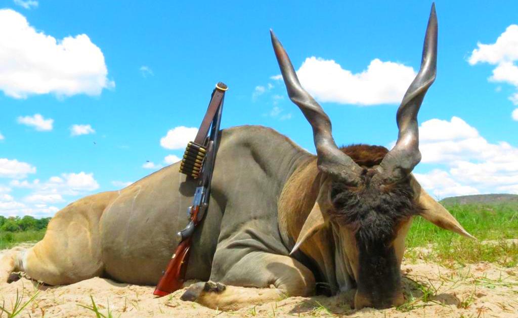 Eland Bull