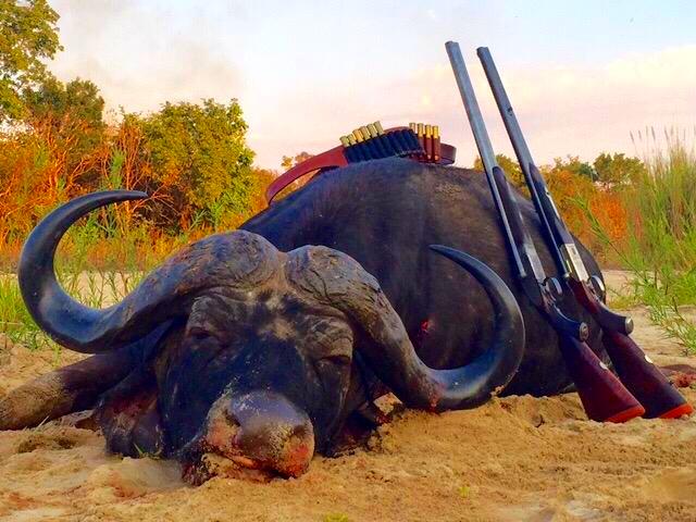 Dead Cape Buffalo Dead Cape Buffalo