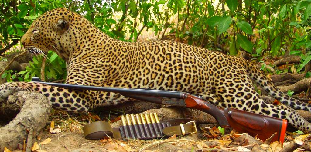 Dead leopard Dead leopard