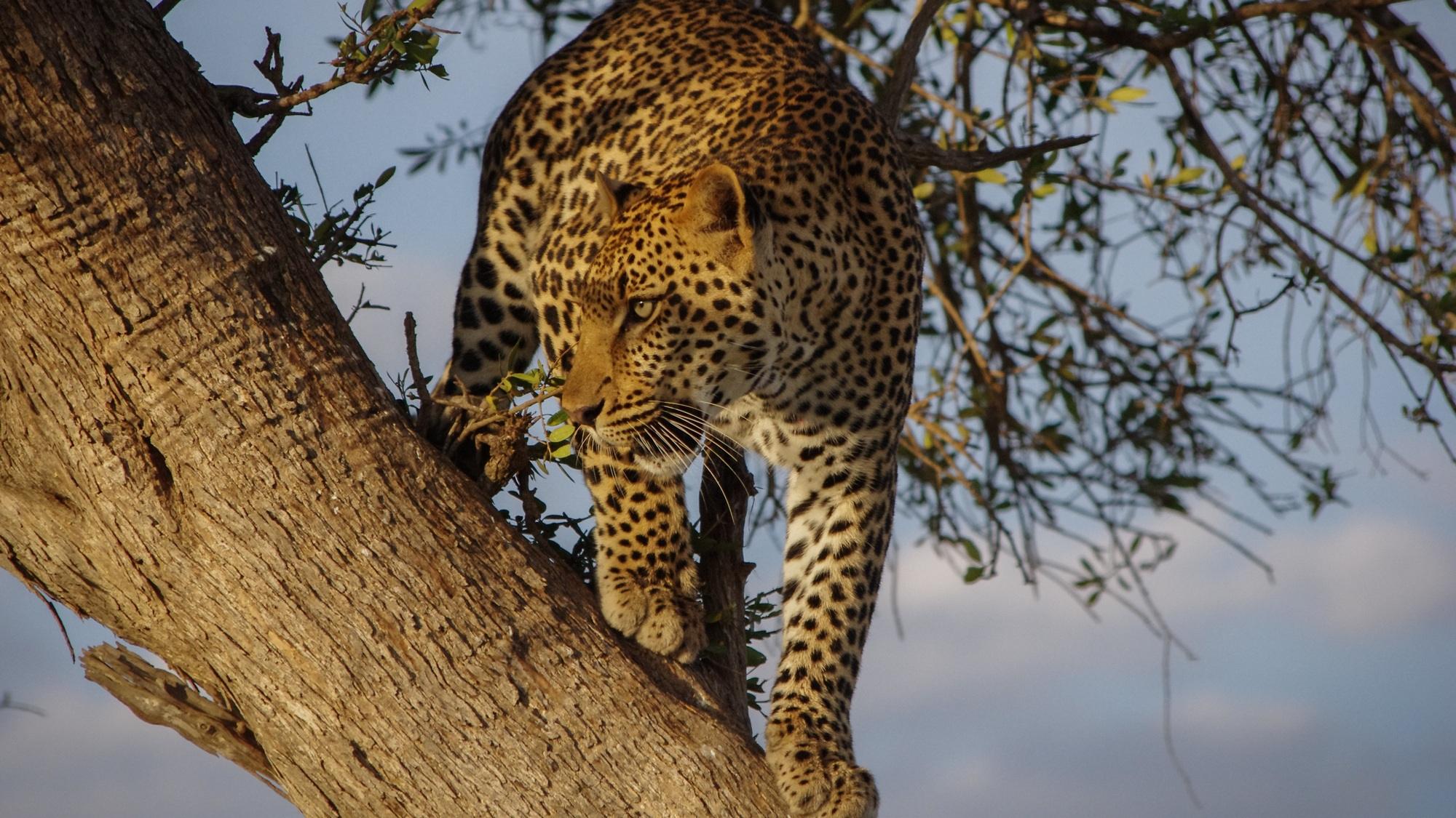 Leopard Leopard