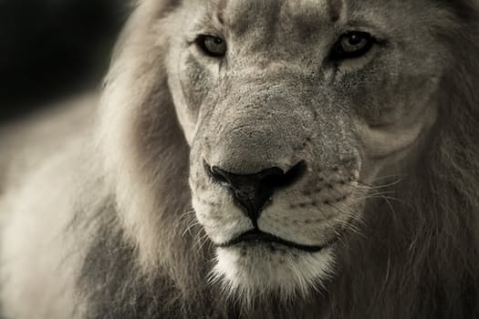 Lion black and white
